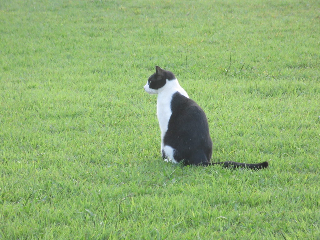 牛模様の猫ちゃん