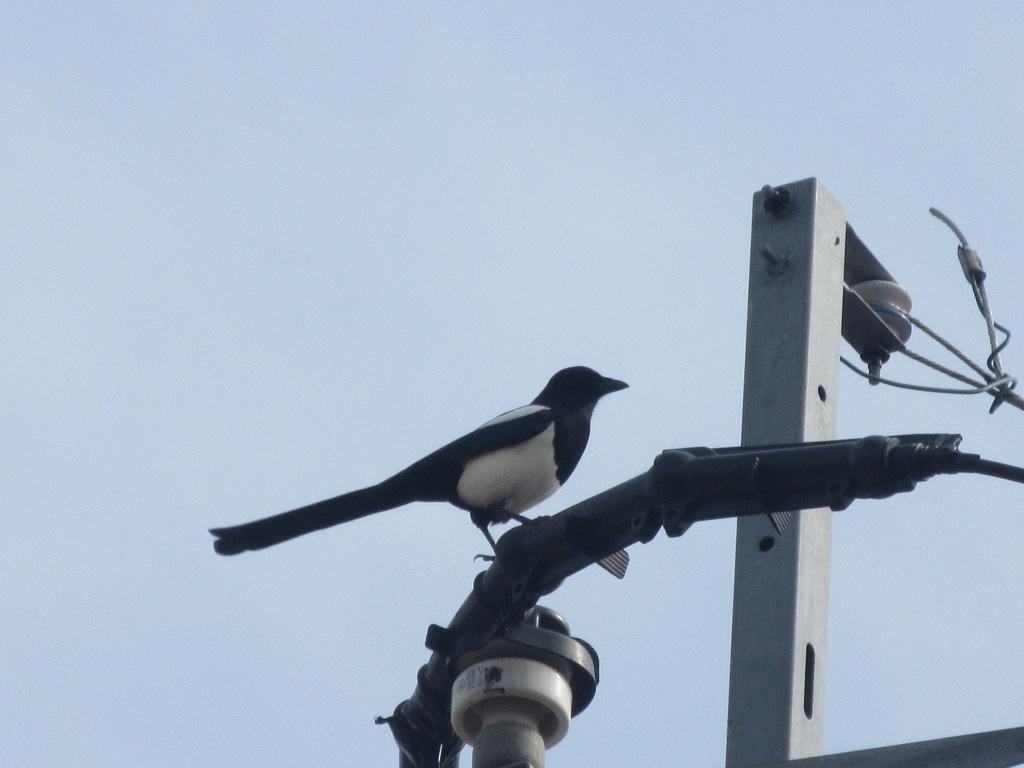 電柱の上のカササギ
