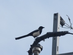 電柱の上のカササギ