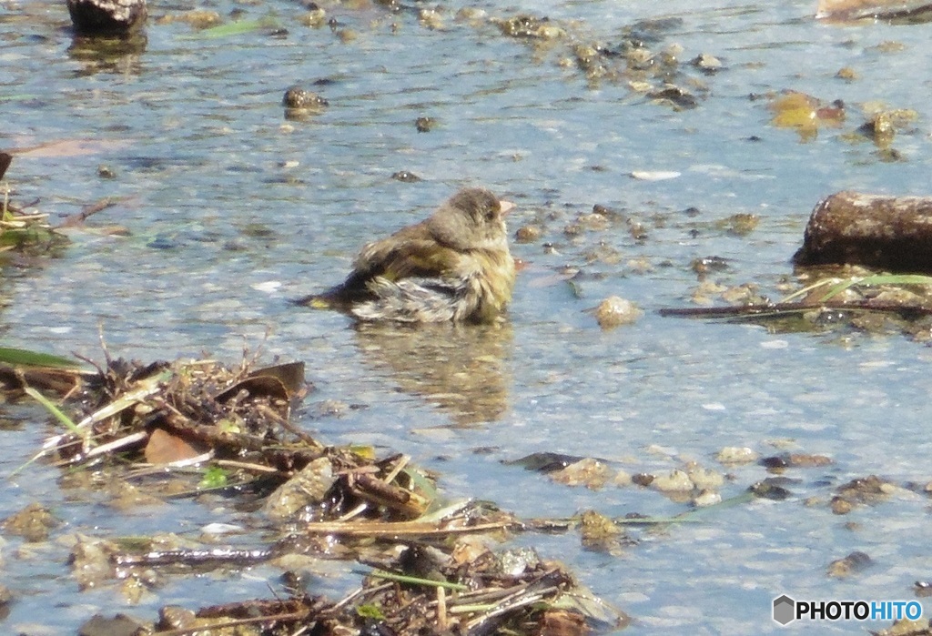ヒワの水浴び⑧