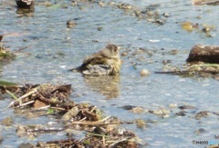 ヒワの水浴び⑧