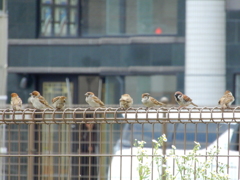 柵の上に群れで並んでいるスズメ