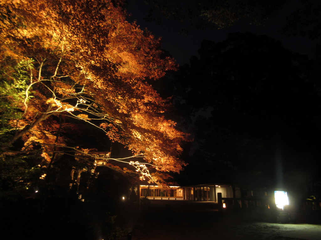 ライトアップされた神社の紅葉　①