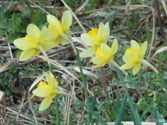 山麓の黄色い花①