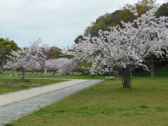 福岡市舞鶴公園の桜　⑥
