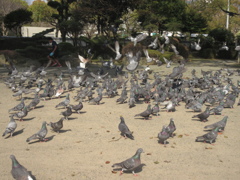 増えすぎたハト①