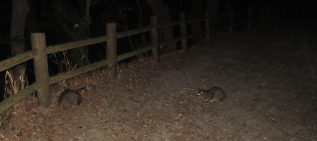 夜の山道で見つめあう二匹の猫