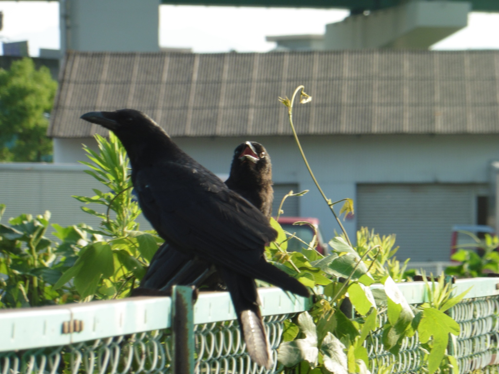 2羽のカラスが