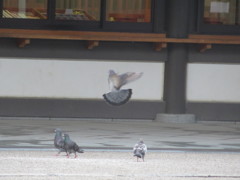 飛んでる鳩の姿①