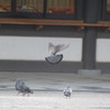 飛んでる鳩の姿①