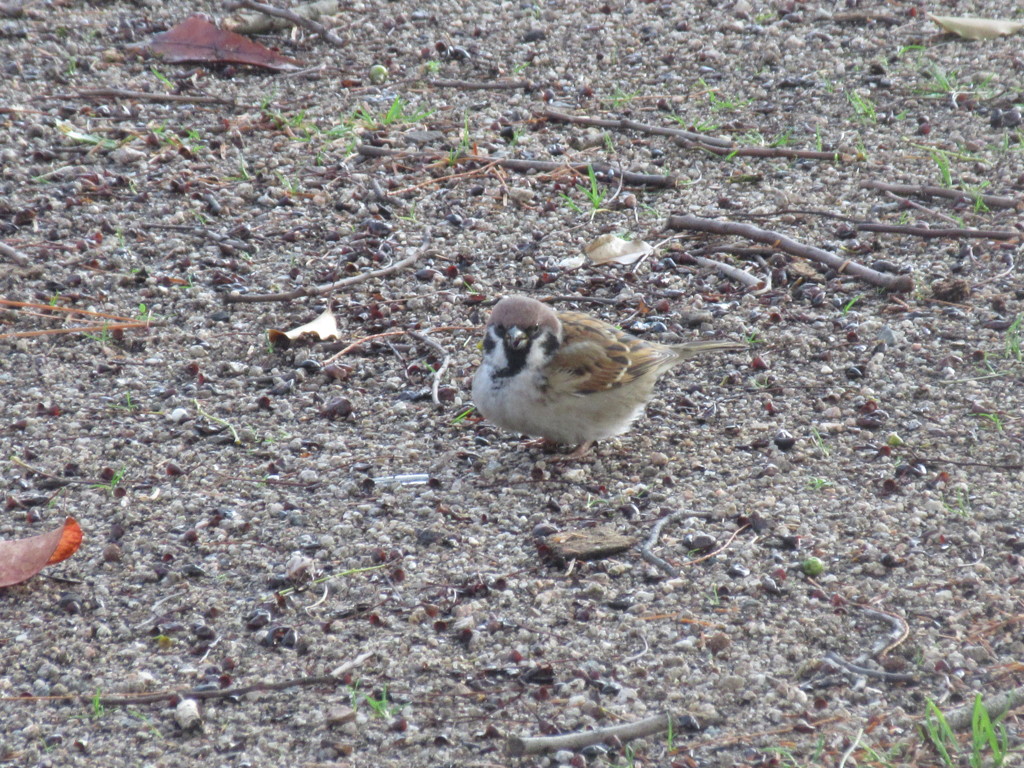 せっせと餌探し②