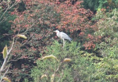 木の上にとまるアオサギ