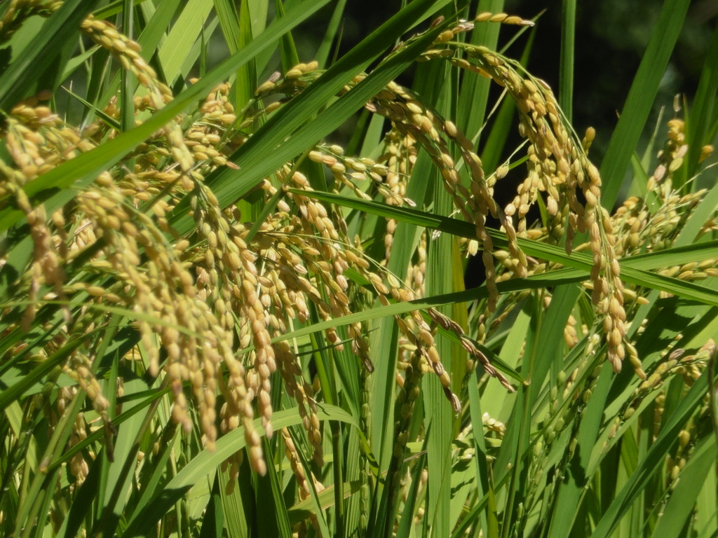 しっかり実をつけた稲穂④