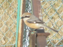 空港近くで見つけたモズ④