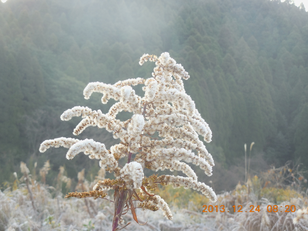 霜で重くなった植物
