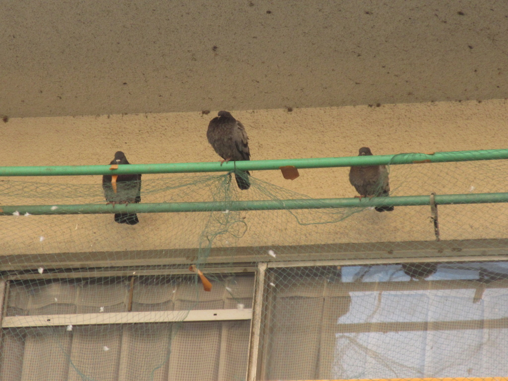 べランドの物干し竿に鳩が