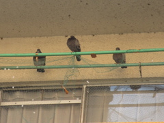 べランドの物干し竿に鳩が