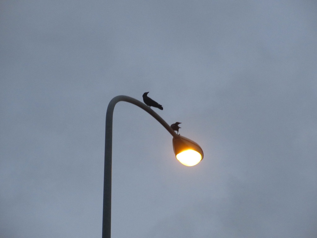 街頭の上のカラス