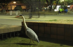 夜の大濠公園にて①