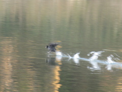 福岡城前の池を泳ぐカモの群れ②