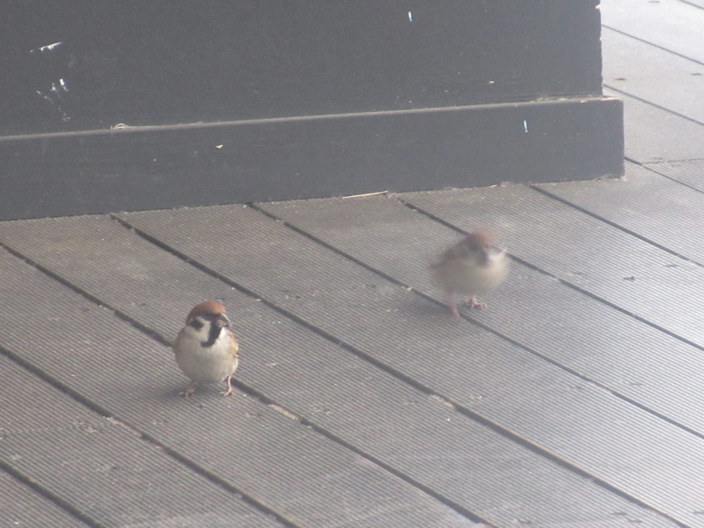 2匹仲の良いスズメ②