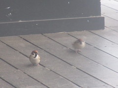 2匹仲の良いスズメ②