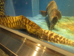 水槽の中の魚⑤