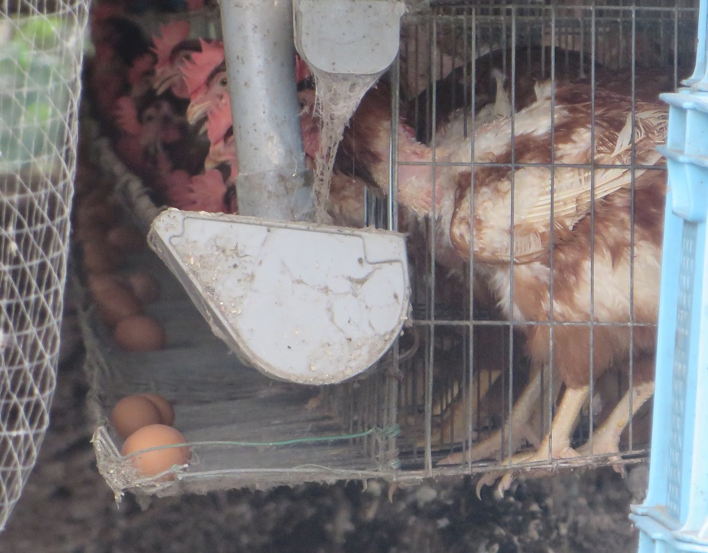 養鶏場にて②
