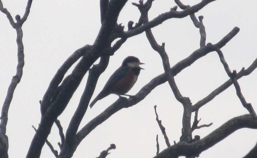 頑張ってるヤマガラ②