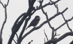 頑張ってるヤマガラ②