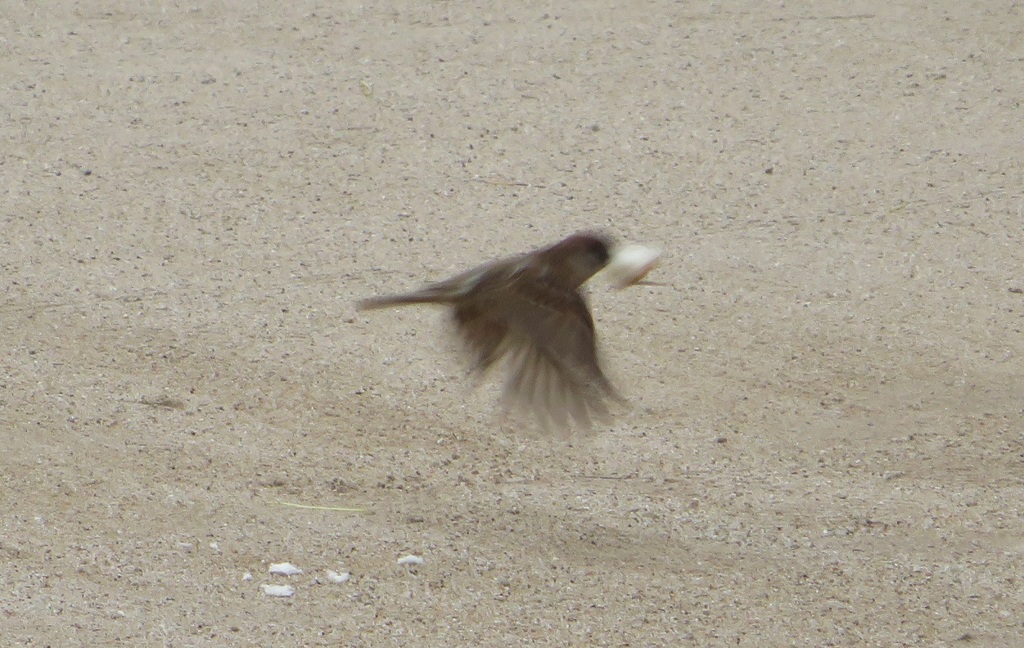 餌をくわえているスズメ②