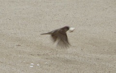 餌をくわえているスズメ②
