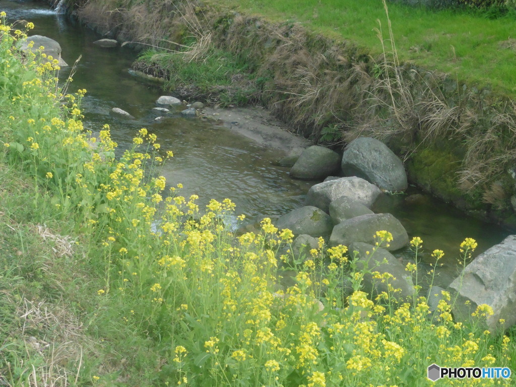 田舎に咲く菜の花③