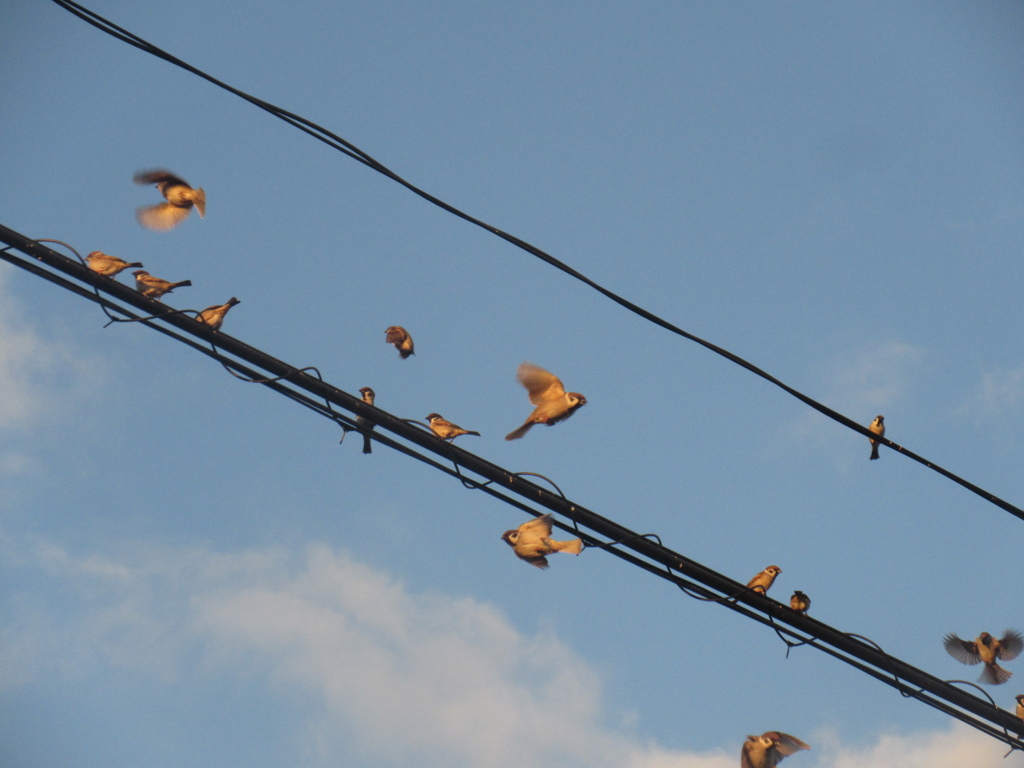 佐賀の田舎にてスズメの大群が②