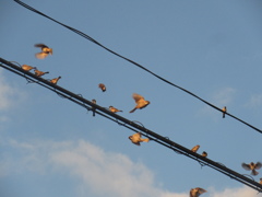 佐賀の田舎にてスズメの大群が②