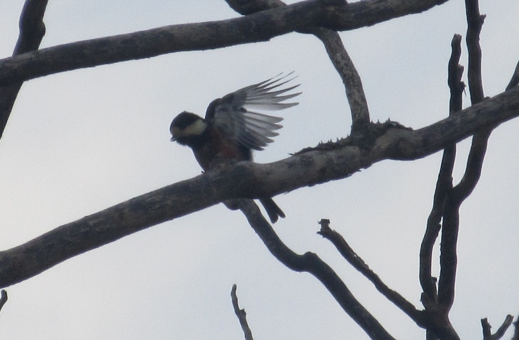 頑張ってるヤマガラ①