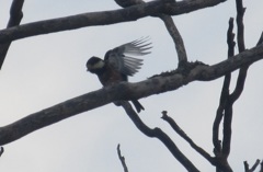 頑張ってるヤマガラ①