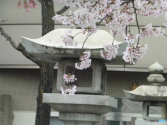 咲き誇る桜③