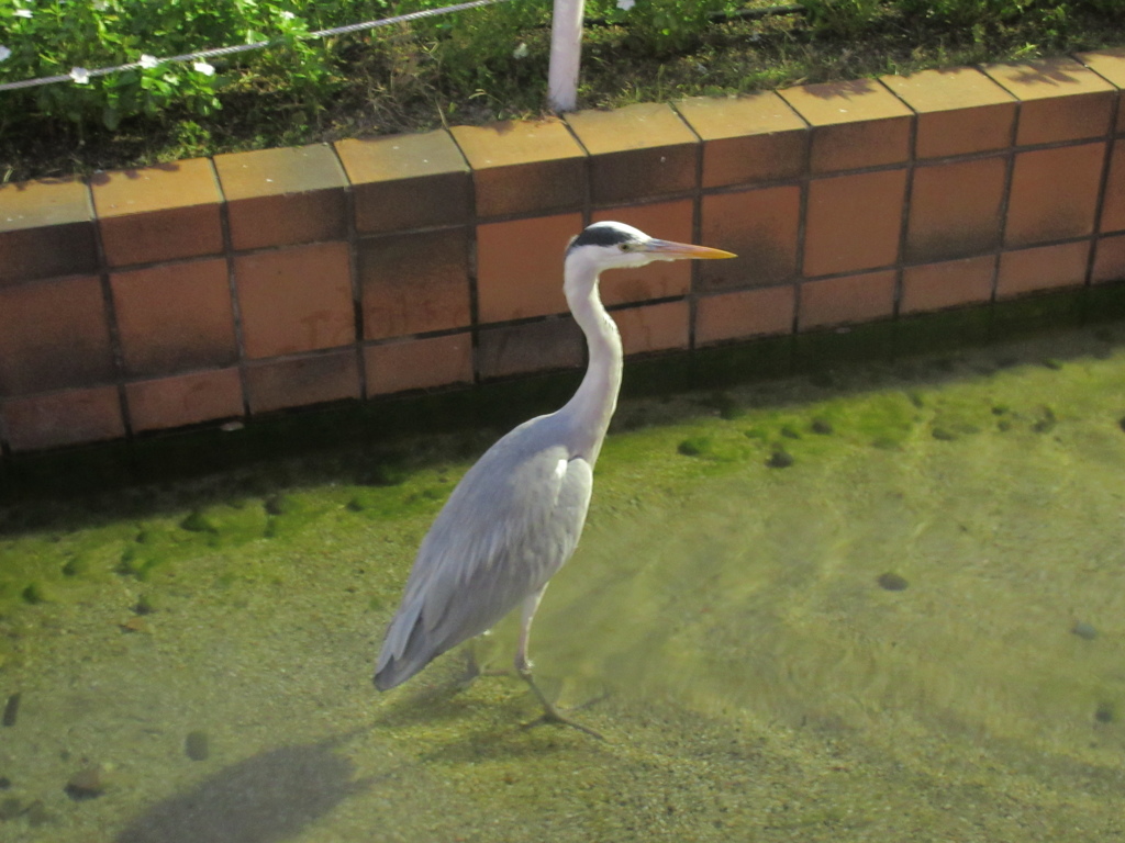 夕暮れの大濠公園②
