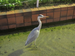夕暮れの大濠公園②