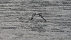 海上を飛ぶゆりかもめ⑤