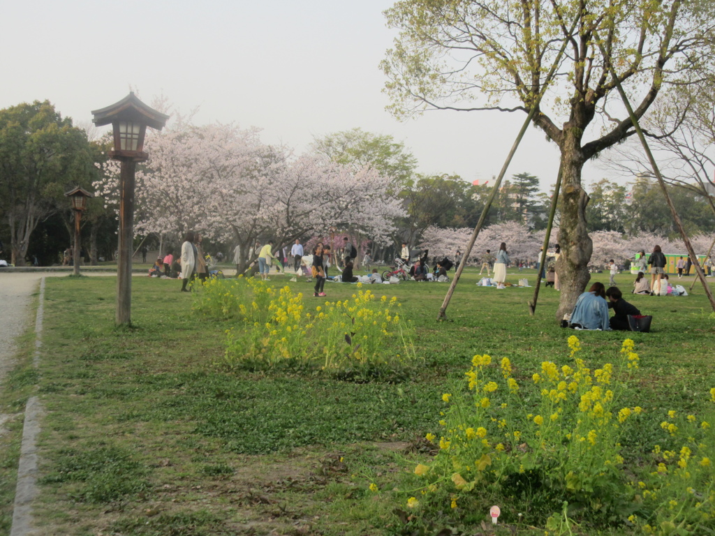 舞鶴公園の花見　①