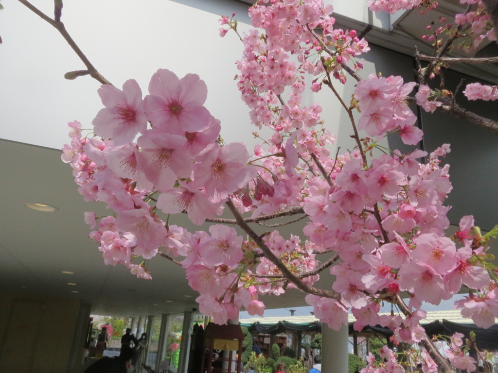 博多シティ屋上の桜　③