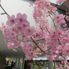 博多シティ屋上の桜　③