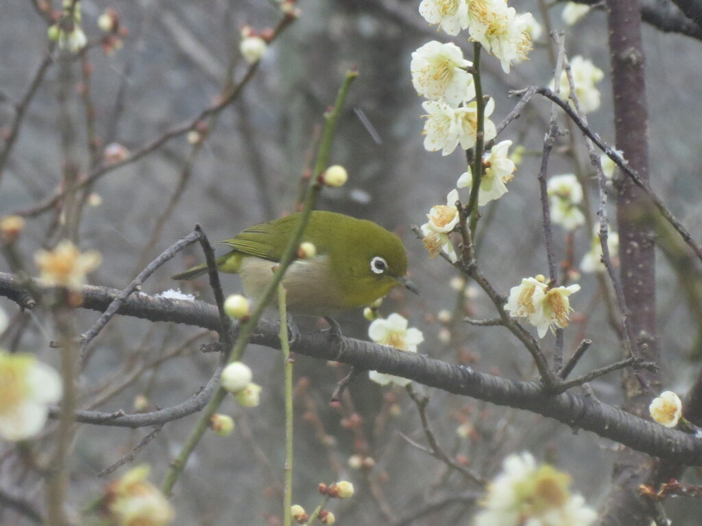 梅とメジロ　③