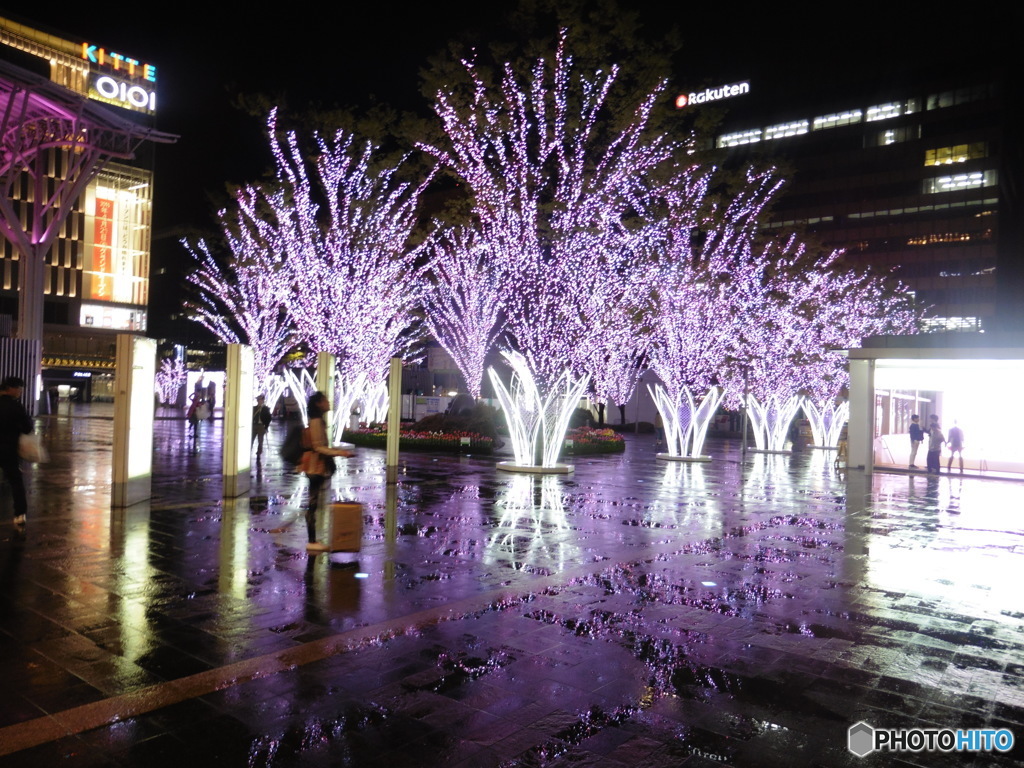 雨の日の桜イルミネーション①