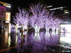 雨の日の桜イルミネーション①