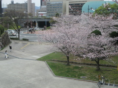 小倉城公園の桜　⑥