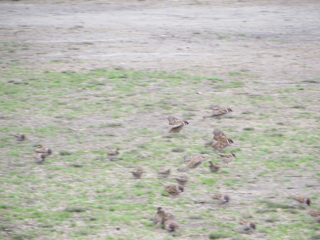 飛んでる雀の姿②