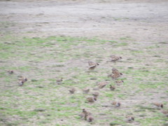 飛んでる雀の姿②